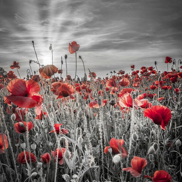 Magnifique coucher de soleil dans un champ de coquelicots | colorkey par Melanie Viola