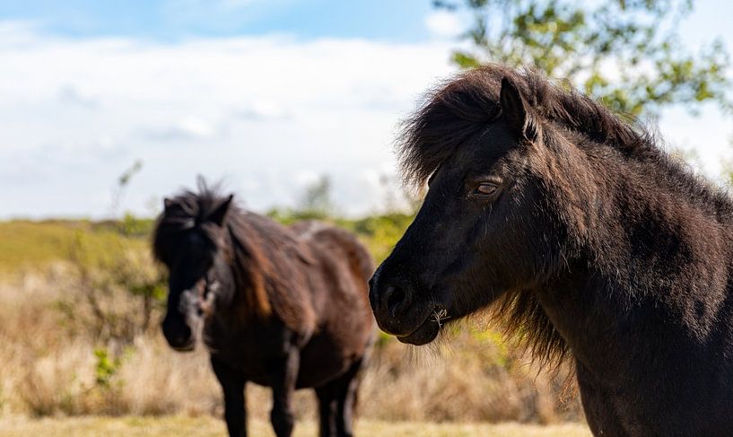 Close-up of a shetland pony by Percy's fotografie