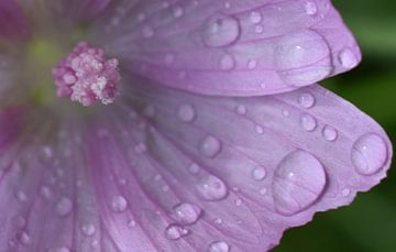Een wilde paarse bloem na de regen van Claude Laprise