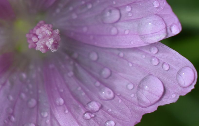 A wild purple flower after the rain by Claude Laprise