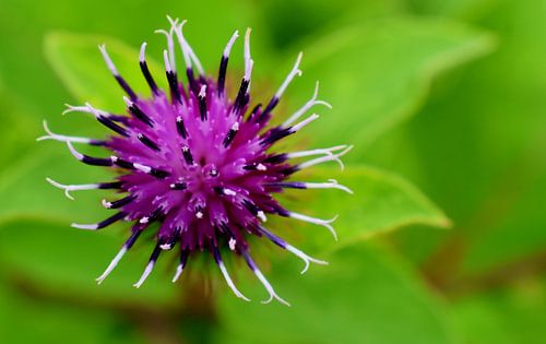 Een klitbloem in de zomer