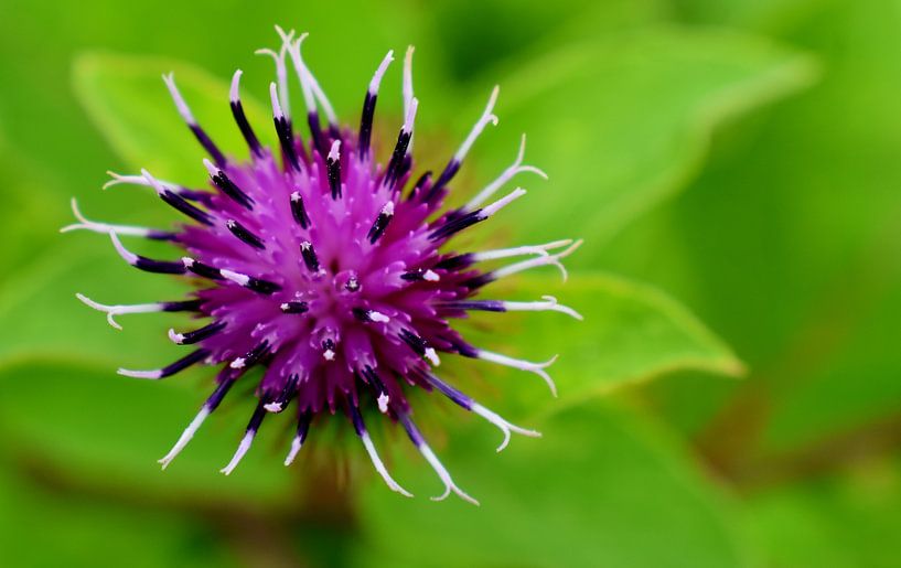 A burdock flower in summer by Claude Laprise