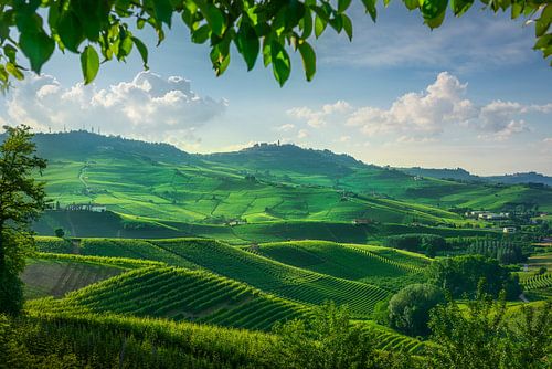 Le paysage époustouflant des vignobles des Langhe