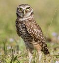 Burrowing owl by Hennie Zeij thumbnail