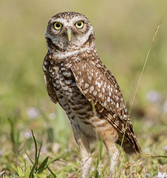 Burrowing owl by Hennie Zeij