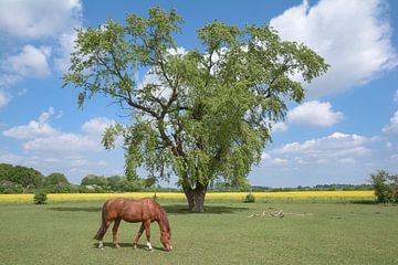 Landschap in de Monheim Rijnboog van Peter Eckert