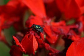 Fliege auf einer Geranie von Pim van der Horst