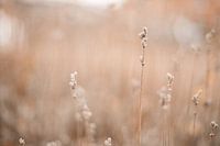 Dreamy atmosphere