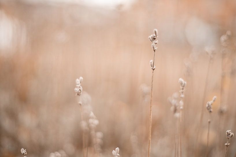 Dreamy atmosphere by Iris Beukelman