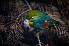 Nightingale with spring tickles