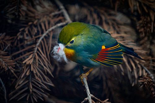 Nachtegaal met lentekriebels