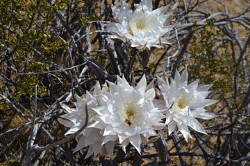 Bloemen in de woestijn van Arizona van Bernard van Zwol