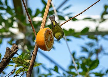 oiseau dans un arbre