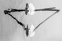 Frozen reed