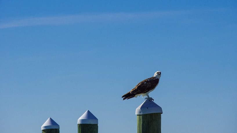 USA, Florida, Huge bird of prey, Fish eagle standing on a spile by adventure-photos
