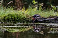 Woodpecker on waterfront by Diana Kors thumbnail