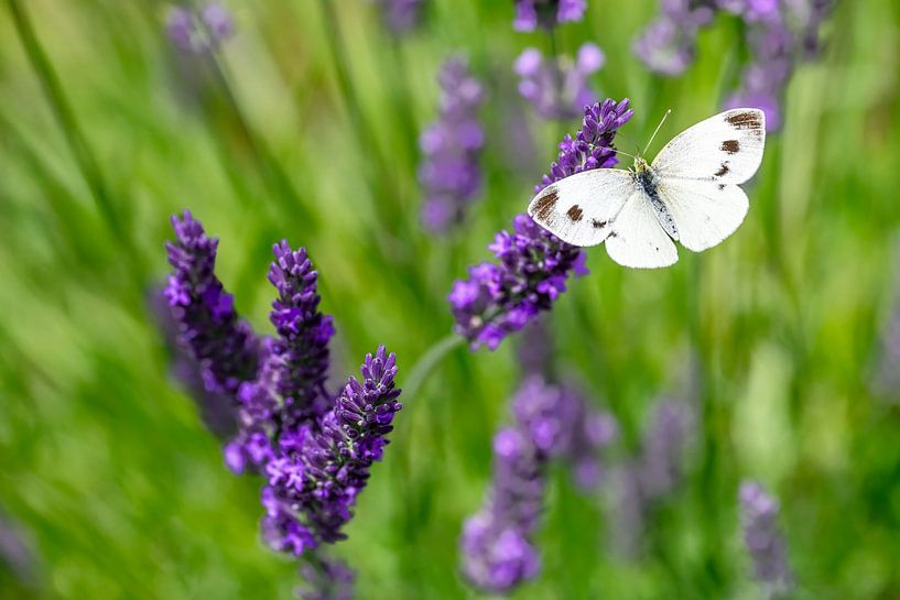 Makro von einem Kohlweißling Schmetterling auf einer Lavendel Blume von ManfredFotos