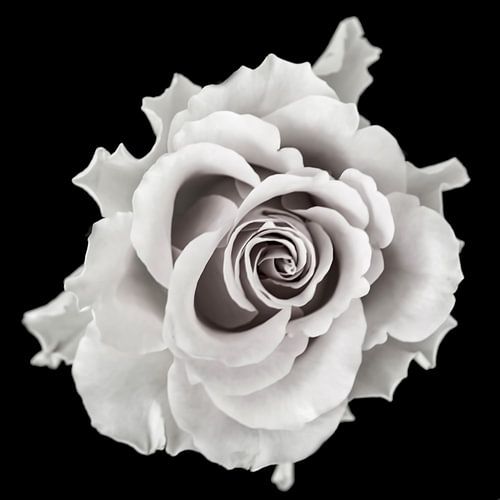 Rose sur fond noir