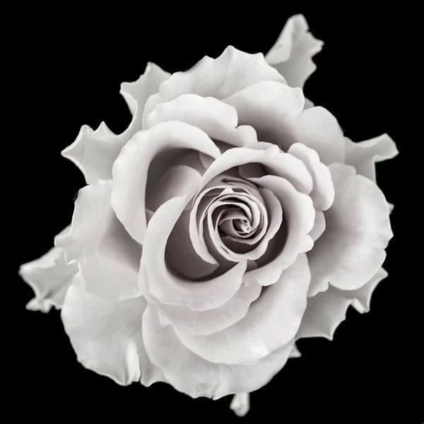 Rose auf schwarzem Hintergrund von Gert Hilbink