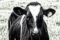 Portrait d'une vache noire et blanche