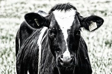Portret van een zwartbonte koe