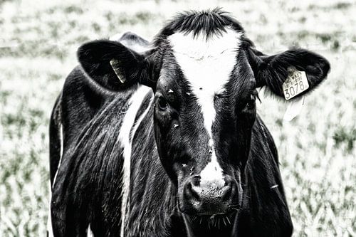 Portrait of a black and white cow