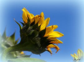 Sonnenhungrige by Vera Laake