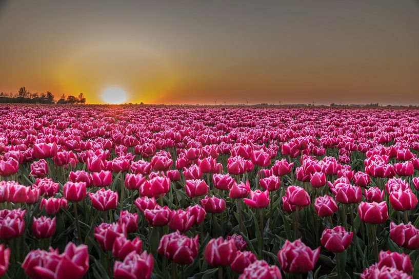 Color explosion! by Robert Kok