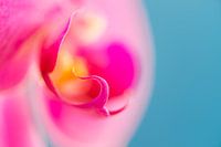 Macro opname van een orchidee