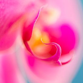 Macro shot of an orchid by Wicek Listwan