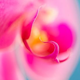 Macro d'une orchidée sur Wicek Listwan