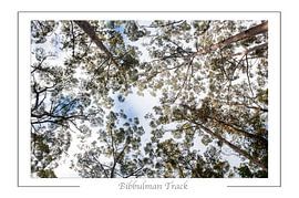 Bibbulman Track.