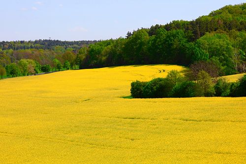 Landscape in May with rape
