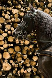 Fries en boomstammen by Nicky Staskowiak