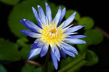 Tropical radiance: a lotus in light by Frank Photos