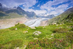 Le grand glacier d'Aletsch avec des roses des Alpes au premier plan