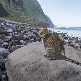 Street cat, Achadas da Cruz by Niels Maljaars