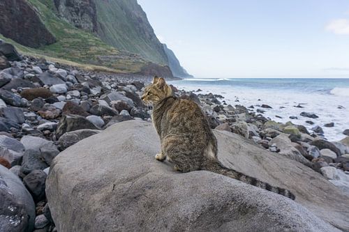 Straßenkatze, Achadas da Cruz