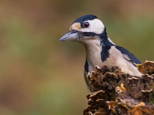 De Grote Bonte Specht.
