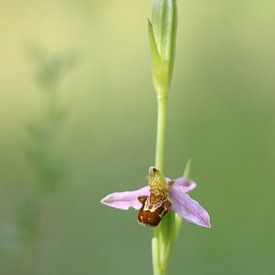 Bijenorchis - Ophrys apifera van Iris Volkmar