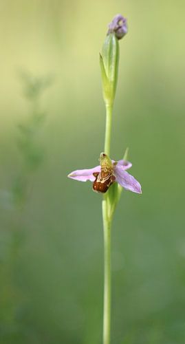 Bijenorchis - Ophrys apifera