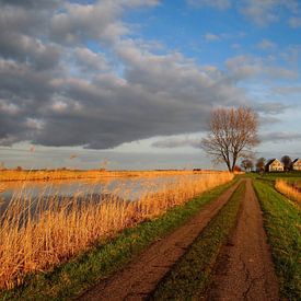 the Donk by Annemieke van der Wiel