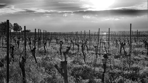 Vineyards in the morning | St. Marin unter Riedburg