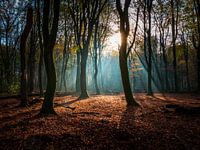 Speulderbos - 15