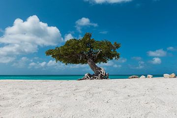 De bekende Divi Divi Boom op Eagle Beach  in Aruba by Aruba Paradise Photos