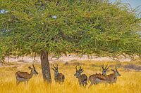Springböcke unter einem Baum