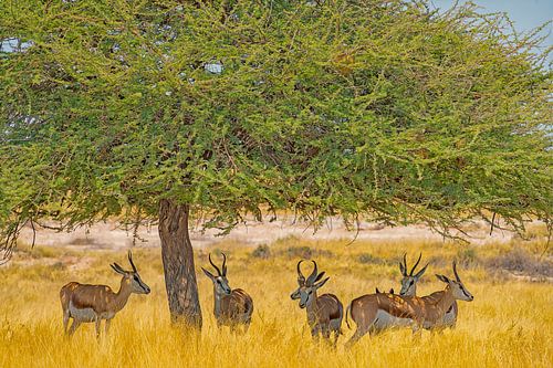 Springbokken onder een boom