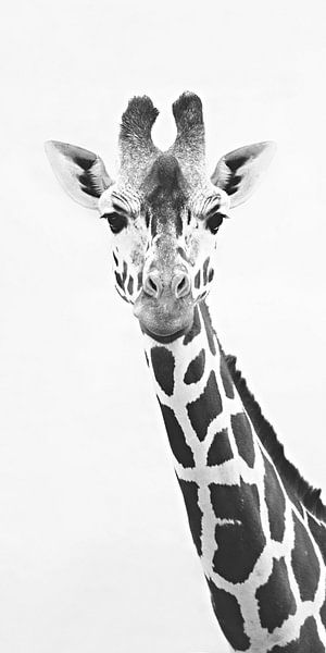 Giraffe Portrait by Monika Strigel