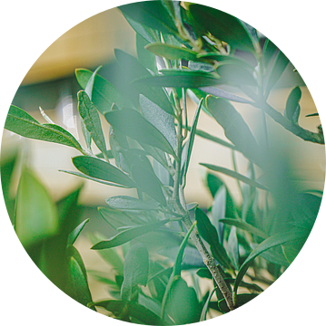 Olijfboom in close-up