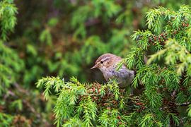 Hübscher kleiner Vogel im Wald